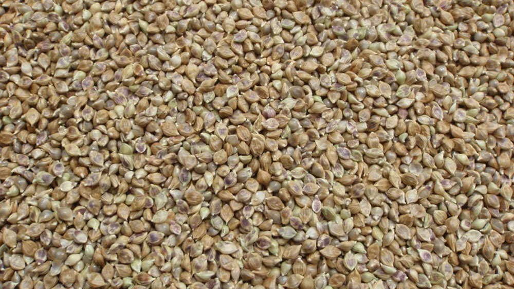 Japanese Millet